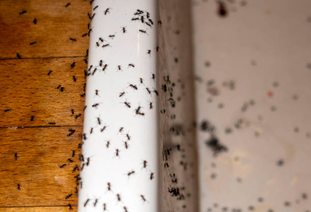 Best Pest Removal Services  in Monterey, TN