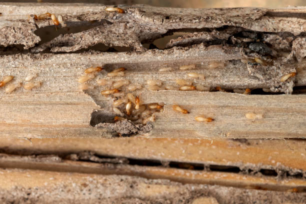 Best Pest Control for Restaurants  in Monterey, TN
